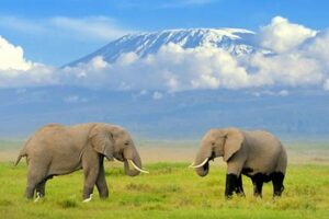 East Africa Safari Africa Unveiled: Nature, Culture, and History East Africa Safari | Africa Unveiled: Nature, Culture, and History