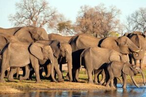 How Much Is A Safari In Africa Africa Unveiled: Nature, Culture, and History How Much Is A Safari In Africa | Africa Unveiled: Nature, Culture, and History