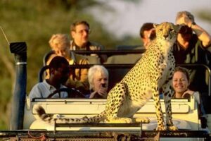 Best Country For African Safari Africa Unveiled: Nature, Culture, and History Best Country For African Safari | Africa Unveiled: Nature, Culture, and History