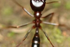 African Safari Ant Africa Unveiled: Nature, Culture, and History African Safari Ant | Africa Unveiled: Nature, Culture, and History