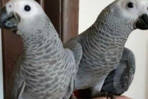 Unveiling the Enchanting World of African Grey Parrots: Discoveries and Insights Africa Unveiled: Nature, Culture, and History Unveiling the Enchanting World of African Grey Parrots: Discoveries and Insights | Africa Unveiled: Nature, Culture, and History