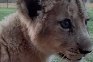 Unveil the Enchanting World of African Lion Cubs for Sale: A Journey of Discovery | Africa Unveiled: Nature, Culture, and History