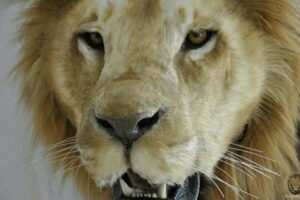 Discover the Exquisite World of African Lion Taxidermy for Sale Africa Unveiled: Nature, Culture, and History Discover the Exquisite World of African Lion Taxidermy for Sale | Africa Unveiled: Nature, Culture, and History