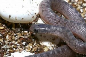 Unveiling the Secrets: Discover the World of African Egg-Eating Snakes for Sale Africa Unveiled: Nature, Culture, and History Unveiling the Secrets: Discover the World of African Egg-Eating Snakes for Sale | Africa Unveiled: Nature, Culture, and History