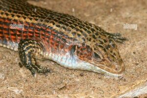 Unveiling the Secrets of African Plated Lizards: A Comprehensive Guide for Sale Africa Unveiled: Nature, Culture, and History Unveiling the Secrets of African Plated Lizards: A Comprehensive Guide for Sale | Africa Unveiled: Nature, Culture, and History