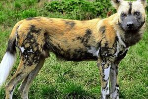 Discover the Enchanting World of African Wild Dogs for Sale: Unveiling Nature's Secrets Africa Unveiled: Nature, Culture, and History Discover the Enchanting World of African Wild Dogs for Sale: Unveiling Nature's Secrets | Africa Unveiled: Nature, Culture, and History