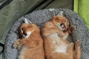 Unveiling the Secrets: Explore the World of African Caracals for Sale | Africa Unveiled: Nature, Culture, and History