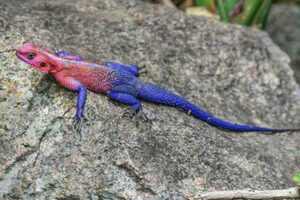 Discover the Enchanting World of African Redhead Agamas: Your Guide to Captivating Care and Nurturing Africa Unveiled: Nature, Culture, and History Discover the Enchanting World of African Redhead Agamas: Your Guide to Captivating Care and Nurturing | Africa Unveiled: Nature, Culture, and History