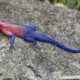 Discover the Enchanting World of African Redhead Agamas: Your Guide to Captivating Care and Nurturing | Africa Unveiled: Nature, Culture, and History