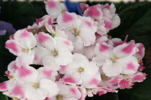 Unveil the Secrets of African Violet Seeds for Sale: A Journey of Discovery and Insight Africa Unveiled: Nature, Culture, and History Unveil the Secrets of African Violet Seeds for Sale: A Journey of Discovery and Insight | Africa Unveiled: Nature, Culture, and History