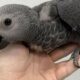 Discover the Secrets of Congo African Grey Parrots for Sale: A Journey of Intelligence and Companionship | Africa Unveiled: Nature, Culture, and History