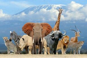 Unveil Africa's Untamed Beauty: Discoveries Await in African Safari Pictures Africa Unveiled: Nature, Culture, and History Unveil Africa's Untamed Beauty: Discoveries Await in African Safari Pictures | Africa Unveiled: Nature, Culture, and History