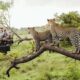 Unveiling the Ultimate Safari: Discover the Secrets to Witnessing the Big 5 in Africa | Africa Unveiled: Nature, Culture, and History