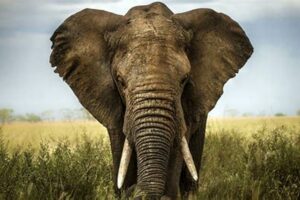 Embark on an Unforgettable Elephant Safari Adventure in Africa: Unveiling Nature's Wonders Africa Unveiled: Nature, Culture, and History Embark on an Unforgettable Elephant Safari Adventure in Africa: Unveiling Nature's Wonders | Africa Unveiled: Nature, Culture, and History