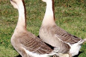 Unveiling the Secrets of Super African Geese: A Guide to Successful Sale and Breeding Africa Unveiled: Nature, Culture, and History Unveiling the Secrets of Super African Geese: A Guide to Successful Sale and Breeding | Africa Unveiled: Nature, Culture, and History