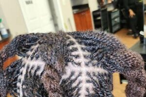 Uncover the Secrets of African Braiding in Milwaukee: A Journey of Discovery Africa Unveiled: Nature, Culture, and History Uncover the Secrets of African Braiding in Milwaukee: A Journey of Discovery | Africa Unveiled: Nature, Culture, and History