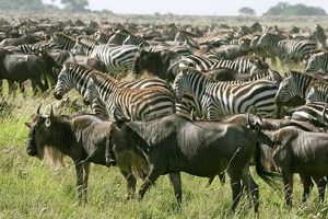 East African Safari And Touring Company | Africa Unveiled: Nature, Culture, and History