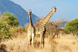 Groupon Africa Safari Africa Unveiled: Nature, Culture, and History Groupon Africa Safari | Africa Unveiled: Nature, Culture, and History