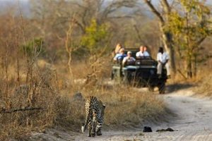Groupon Safari Africa Africa Unveiled: Nature, Culture, and History Groupon Safari Africa | Africa Unveiled: Nature, Culture, and History