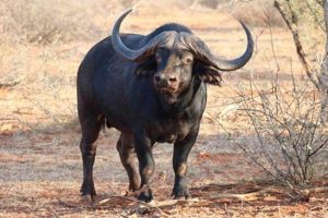 Explore the Uncharted Territories of African Buffalo for Sale Africa Unveiled: Nature, Culture, and History Explore the Uncharted Territories of African Buffalo for Sale | Africa Unveiled: Nature, Culture, and History