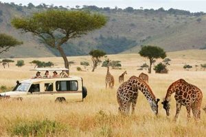 How To Plan An African Safari Africa Unveiled: Nature, Culture, and History How To Plan An African Safari | Africa Unveiled: Nature, Culture, and History