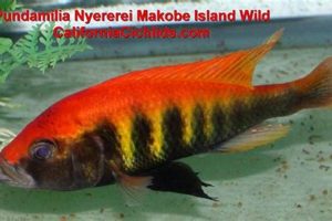 Unlock the Enchanting World of African Cichlids in California: Discoveries and Delights Await Africa Unveiled: Nature, Culture, and History Unlock the Enchanting World of African Cichlids in California: Discoveries and Delights Await | Africa Unveiled: Nature, Culture, and History