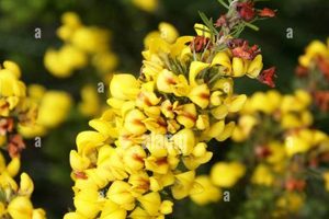 Unveiling the Wonders of South African Honeybush: Discoveries and Insights Revealed Africa Unveiled: Nature, Culture, and History Unveiling the Wonders of South African Honeybush: Discoveries and Insights Revealed | Africa Unveiled: Nature, Culture, and History