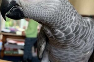 Discover the Secrets to Finding African Gray Parrots for Sale Near You Africa Unveiled: Nature, Culture, and History Discover the Secrets to Finding African Gray Parrots for Sale Near You | Africa Unveiled: Nature, Culture, and History
