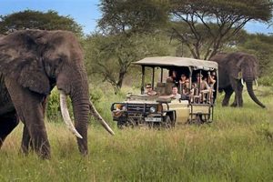 Safest Safari In Africa Africa Unveiled: Nature, Culture, and History Safest Safari In Africa | Africa Unveiled: Nature, Culture, and History