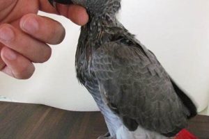 Discover the World of African Grey Babies for Sale: Unlocking Secrets and Making Informed Choices Africa Unveiled: Nature, Culture, and History Discover the World of African Grey Babies for Sale: Unlocking Secrets and Making Informed Choices | Africa Unveiled: Nature, Culture, and History