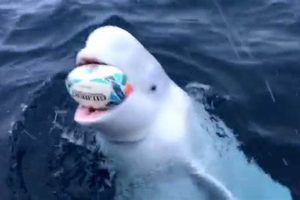 Discover the Enigmatic Belugas of South Africa: Unraveling Mysteries and Unlocking Insights | Africa Unveiled: Nature, Culture, and History