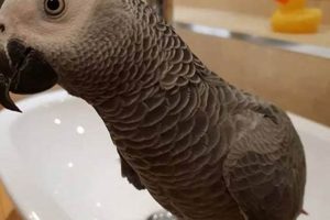 Unlock the Secrets of African Grey Parrots in Houston: Your Guide to a Feathered Discovery Africa Unveiled: Nature, Culture, and History Unlock the Secrets of African Grey Parrots in Houston: Your Guide to a Feathered Discovery | Africa Unveiled: Nature, Culture, and History