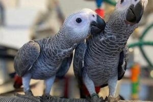 Unveiling the Enchanting World of African Greys in Miami: Discoveries and Insights Await Africa Unveiled: Nature, Culture, and History Unveiling the Enchanting World of African Greys in Miami: Discoveries and Insights Await | Africa Unveiled: Nature, Culture, and History