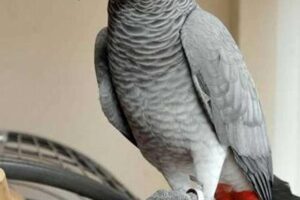 Unlock the Secrets of Finding Your Perfect African Grey in Miami Africa Unveiled: Nature, Culture, and History Unlock the Secrets of Finding Your Perfect African Grey in Miami | Africa Unveiled: Nature, Culture, and History