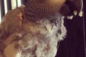 Unlock the Secrets of African Grey Parrots for Sale in Ohio: Your Guide to Finding the Perfect Companion Africa Unveiled: Nature, Culture, and History Unlock the Secrets of African Grey Parrots for Sale in Ohio: Your Guide to Finding the Perfect Companion | Africa Unveiled: Nature, Culture, and History