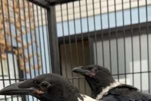 Unveiling the Secrets of the African Pied Crow: A Comprehensive Guide to Ownership Africa Unveiled: Nature, Culture, and History Unveiling the Secrets of the African Pied Crow: A Comprehensive Guide to Ownership | Africa Unveiled: Nature, Culture, and History