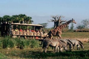 Unveiling the Wonders of Disney's African Safari: Discoveries and Insights Africa Unveiled: Nature, Culture, and History Unveiling the Wonders of Disney's African Safari: Discoveries and Insights | Africa Unveiled: Nature, Culture, and History