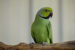Discover the Enchanting World of African Ringnecks: Your Guide to a Thrilling Acquisition Africa Unveiled: Nature, Culture, and History Discover the Enchanting World of African Ringnecks: Your Guide to a Thrilling Acquisition | Africa Unveiled: Nature, Culture, and History