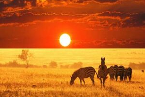 African Safari Background Africa Unveiled: Nature, Culture, and History African Safari Background | Africa Unveiled: Nature, Culture, and History