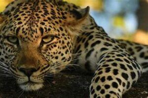 Discover the Enchanting World of African Big Cat Safaris | Africa Unveiled: Nature, Culture, and History