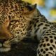 Discover the Enchanting World of African Big Cat Safaris | Africa Unveiled: Nature, Culture, and History