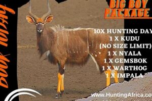 Discover Affordable African Hunting Safaris: Secrets to Budget-Friendly Adventures Africa Unveiled: Nature, Culture, and History Discover Affordable African Hunting Safaris: Secrets to Budget-Friendly Adventures | Africa Unveiled: Nature, Culture, and History