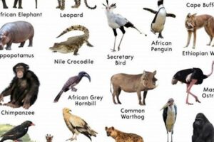 Discover Africa's Wildlife Wonders: The Ultimate Safari Animal Guide Africa Unveiled: Nature, Culture, and History Discover Africa's Wildlife Wonders: The Ultimate Safari Animal Guide | Africa Unveiled: Nature, Culture, and History