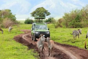 Unveiling the Untamed: An African Safari Cruise to Uncover Nature's Wonders Africa Unveiled: Nature, Culture, and History Unveiling the Untamed: An African Safari Cruise to Uncover Nature's Wonders | Africa Unveiled: Nature, Culture, and History