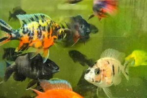 Unveiling the Enchanting World of Live African Cichlids for Sale Africa Unveiled: Nature, Culture, and History Unveiling the Enchanting World of Live African Cichlids for Sale | Africa Unveiled: Nature, Culture, and History
