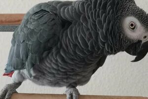Unveiling the Secrets of Timneh African Grey Parrots: A Treasure Trove for Bird Enthusiasts Africa Unveiled: Nature, Culture, and History Unveiling the Secrets of Timneh African Grey Parrots: A Treasure Trove for Bird Enthusiasts | Africa Unveiled: Nature, Culture, and History