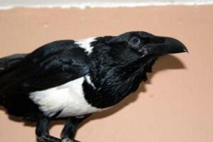 Unveiling the Enthralling World of African Crows: A Guide for Sale Enthusiasts Africa Unveiled: Nature, Culture, and History Unveiling the Enthralling World of African Crows: A Guide for Sale Enthusiasts | Africa Unveiled: Nature, Culture, and History