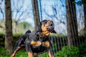 Unveiling the South African Mastiff's Captivating History Africa Unveiled: Nature, Culture, and History Unveiling the South African Mastiff's Captivating History | Africa Unveiled: Nature, Culture, and History
