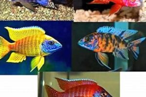 Unveiling the Secret to Thriving African Cichlids: Discover the Best Food Choices! Africa Unveiled: Nature, Culture, and History Unveiling the Secret to Thriving African Cichlids: Discover the Best Food Choices! | Africa Unveiled: Nature, Culture, and History
