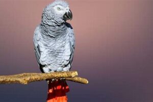 Unveil the Secrets of African Grey Ownership: Find Yours for $500 Near You Africa Unveiled: Nature, Culture, and History Unveil the Secrets of African Grey Ownership: Find Yours for $500 Near You | Africa Unveiled: Nature, Culture, and History